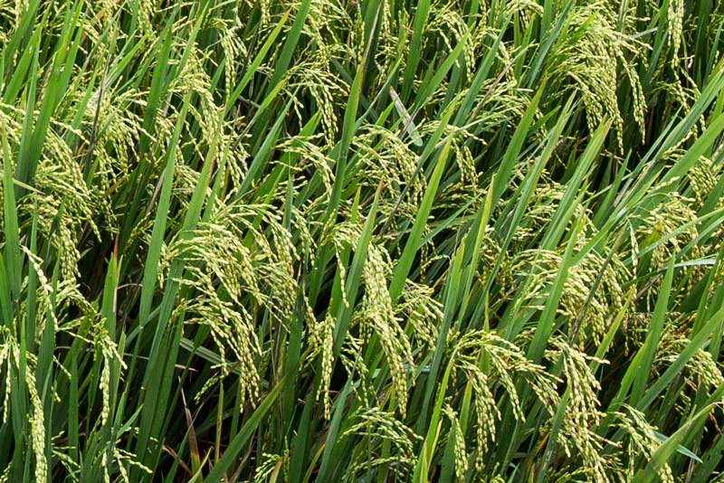 Living Below the Sea Level - paddy crops in Kuttanad, Alappuzha district, Kerala -